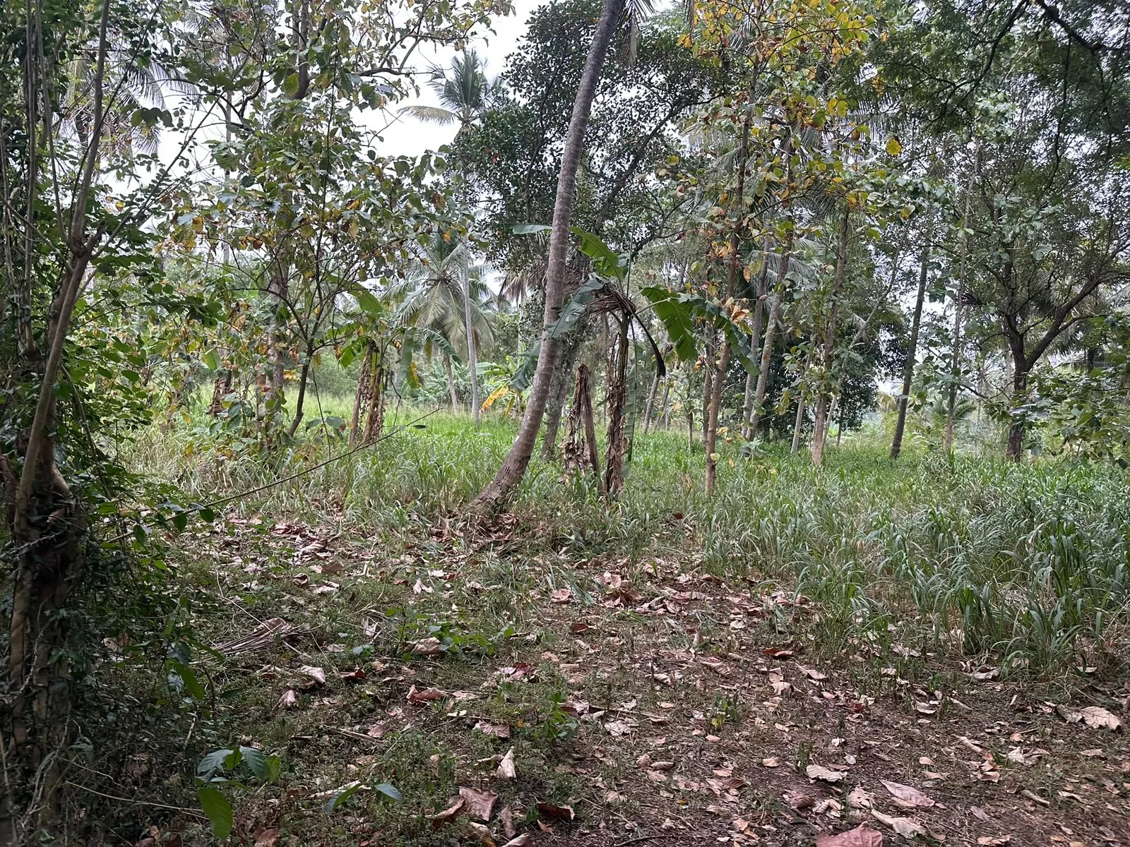 Land For Sale in Kuliyapitiya